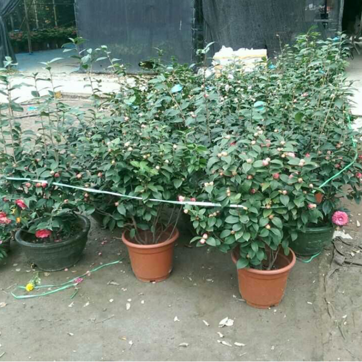 80cm Camellia japonica 80公分茶花