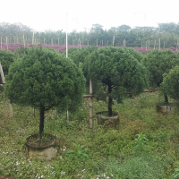 Juniperus chinensis 龍柏(球)