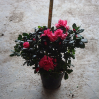 Rhododendron hybridum Hot 比利時杜鵑
